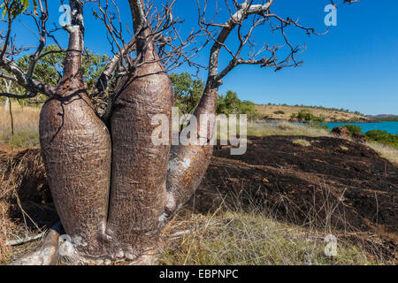 L'Australian boab tree (Adansonia gregorii), Camden Harbour, Kimberley, Western Australia, Australie, Pacifique Banque D'Images