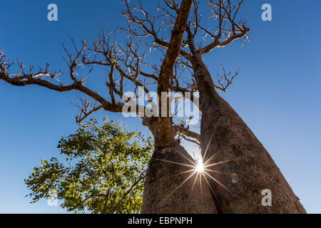 L'Australian boab tree (Adansonia gregorii), Camden Harbour, Kimberley, Western Australia, Australie, Pacifique Banque D'Images