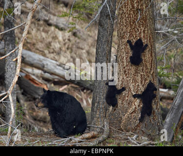L'ours noir (Ursus americanus) sow et trois petits de l'année, le Parc National de Yellowstone, Wyoming, United States of America Banque D'Images