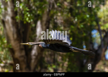 Un vert (Anhinga novaehollandiae) en vol sur la rivière Ord, Kimberley, Western Australia, Australie, Pacifique Banque D'Images