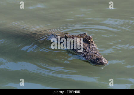 Un adulte wild saltwater crocodile (Crocodylus porosus) dans la Hunter River dans le Parc National de la rivière Mitchell, Kimberley, Australie Banque D'Images