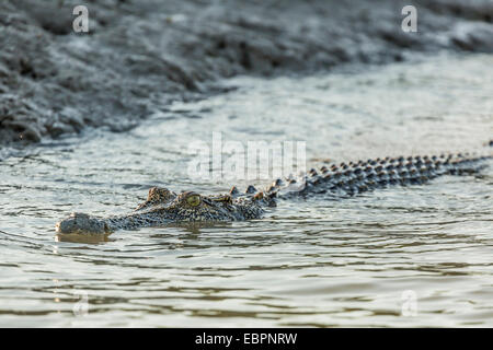 Un adulte wild saltwater crocodile (Crocodylus porosus) dans la Hunter River dans le Parc National de la rivière Mitchell, Kimberley, Australie Banque D'Images