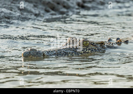 Un adulte wild saltwater crocodile (Crocodylus porosus) dans la Hunter River dans le Parc National de la rivière Mitchell, Kimberley, Australie Banque D'Images