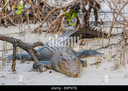 Un adulte wild saltwater crocodile (Crocodylus porosus), note l'absence de jambe avant gauche, King George River, Kimberley, Australie Banque D'Images