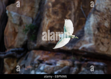 Forme blanche du récif du Pacifique (Egretta sacra), Mitchell River National Park, Kimberley, Western Australia, Australia Banque D'Images