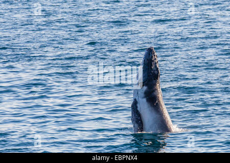 Baleine à bosse (Megaptera novaeangliae) calf violer dans Yampi Sound, Kimberley, Western Australia, Australie, Pacifique Banque D'Images