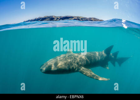 Au-dessus et au-dessous d'oeil à un requin nourrice fauve (Nebrius ferrugineus) baignade dans la baie de Talbot, Kimberley, Australie occidentale Banque D'Images