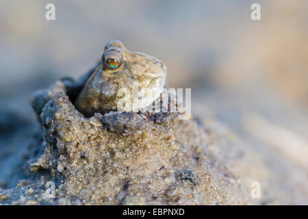 Un adulte, sous-famille des mudskipper Oxudercinae, dans la boue s'enfouissent dans la boue appartements de Vansittart Bay, Kimberley, Australie occidentale Banque D'Images