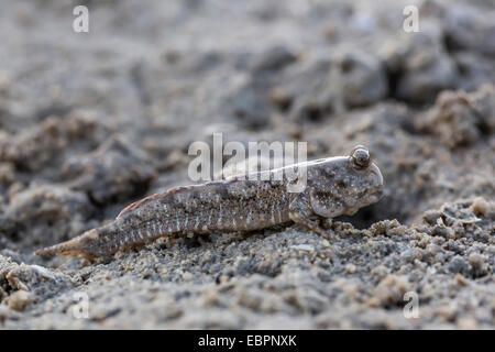 Un adulte, sous-famille des mudskipper Oxudercinae, sur les vasières de la baie de Vansittart, Kimberley, Western Australia, Australie, Pacifique Banque D'Images