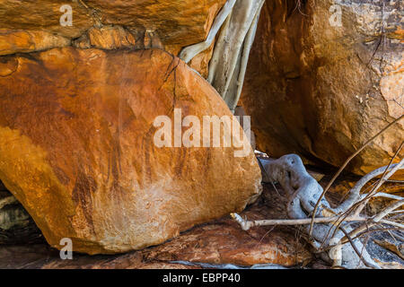 Rock art endémique à la Kimberley, appelée Gwion Gwion ou Bradshaw Art, Vansittart Bay, Kimberley, Western Australia, Australia Banque D'Images