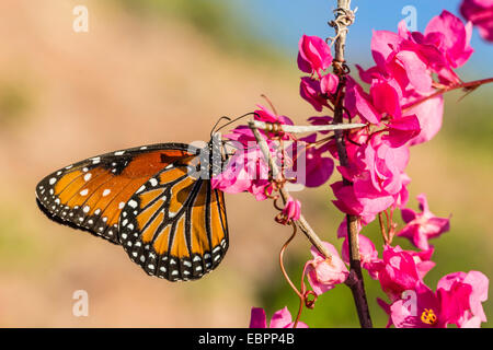 Papillon Danaus gilippus (Queen) sur Queen's Wreath (Antigonon leptopus), Himalaya, Sonora, Mexique, Amérique du Nord Banque D'Images