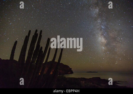 Vue de nuit sur la Voie Lactée avec tuyau d'orgue (cactus Stenocereus thurberi) en premier plan, plage de l'Himalaya, Sonora, Mexique Banque D'Images