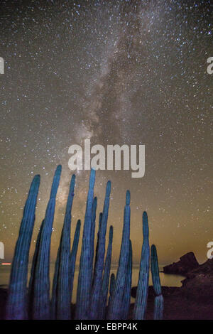 Vue de nuit sur la Voie Lactée avec tuyau d'orgue (cactus Stenocereus thurberi) en premier plan, plage de l'Himalaya, Sonora, Mexique Banque D'Images