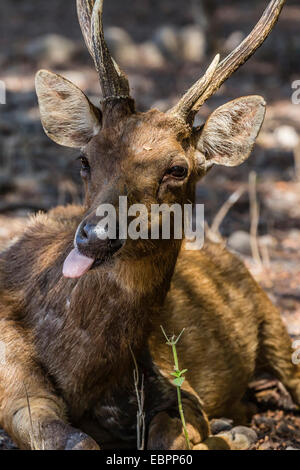 Buck adultes Timor Oriental rusa deer (Cervus timorensis), le Parc National de Komodo, l'île de Komodo, en Indonésie, en Asie du Sud-Est, l'Asie Banque D'Images