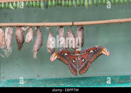 Atlas Moth (Attacus atlas) émergeant de chrysalide dans la ferme des papillons. Devon, Angleterre Banque D'Images