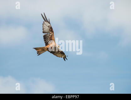 Le Milan royal (Milvus milvus), de Gigrin Farm Rhayader, Wales, Royaume-Uni Banque D'Images