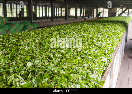 Thé fraîchement cueillies en préparation pour le séchage dans une plantation de thé dans la région de Kandy, Sri Lanka, Asie Banque D'Images