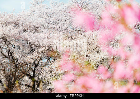 Spring cherry blossom festival, Jinhei, Corée du Sud, Asie Banque D'Images