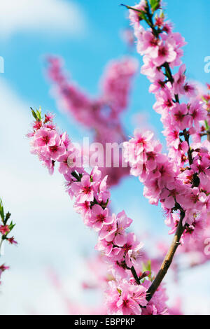 Spring cherry blossom festival, Jinhei, Corée du Sud, Asie Banque D'Images