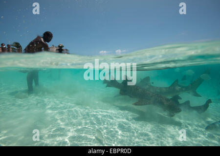 Nourriture des requins au large de la plage, dans les Bahamas, aux Antilles, en Amérique centrale Banque D'Images