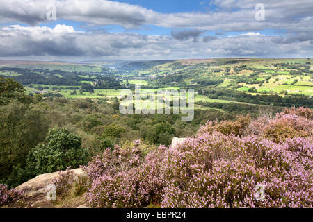 Heather en fleurs sur couvert falaise dominant Nidderdale Banque D'Images