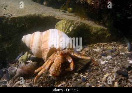 L'ermite commun (Pagurus bernhardus), dans une coquille de buccin dans un rockpool, la péninsule de Gower, Pays de Galles, Royaume-Uni Banque D'Images