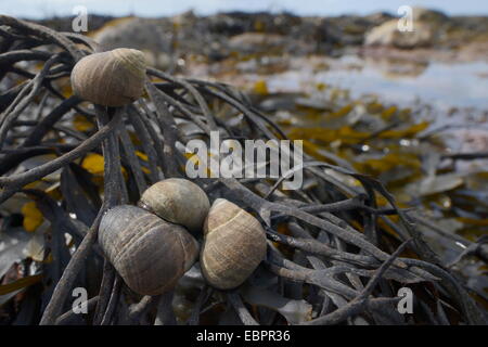 Les bigorneaux communs (Littorina littorea) sur crémaillère (Fucus serratus) découverte à marée basse, Lyme Regis, Dorset, England, UK Banque D'Images