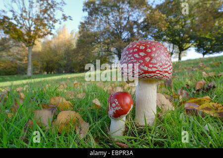 Agaric Fly toadstool (Amanita muscaria) croissant dans les herbages, Coate Water Country Park, Swindon, Wiltshire, England, UK Banque D'Images