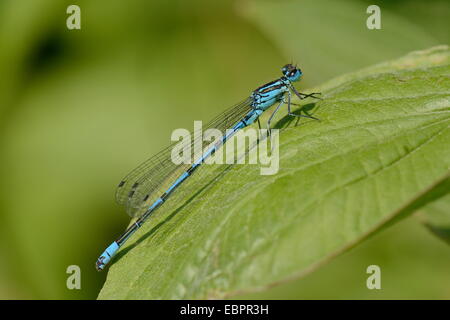 Demoiselle d'azur mâle (Coenagrion puella) reposant sur une feuille, Wiltshire, Angleterre, Royaume-Uni, Europe Banque D'Images