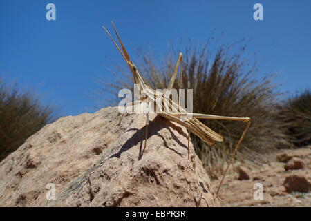 Low angle view of a face oblique grasshopper debout sur un rocher, Crète, Grèce Banque D'Images