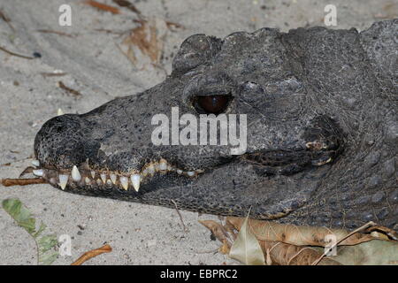 L'Afrique de l'Ouest à la moyenne (Osteolaemus tetraspis Crocodile nain, gros plan de la tête et des dents acérées Banque D'Images