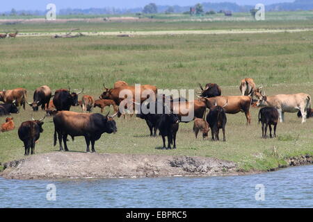 De grands troupeaux de bovins Heck à Oostvaardersplassen, Flevoland, Pays-Bas Banque D'Images