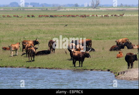 De grands troupeaux de bovins Heck à Oostvaardersplassen, Flevoland, Pays-Bas Banque D'Images