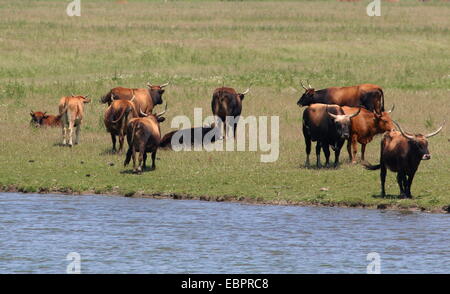 De grands troupeaux de bovins Heck à Oostvaardersplassen, Flevoland, Pays-Bas Banque D'Images