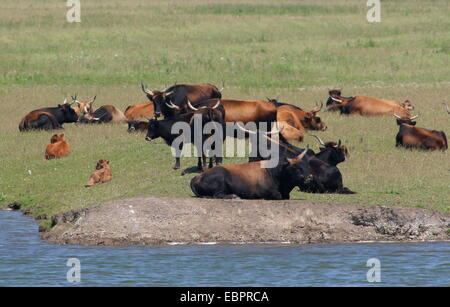 Bovins Heck à Oostvaardersplassen, Flevoland, Pays-Bas Banque D'Images