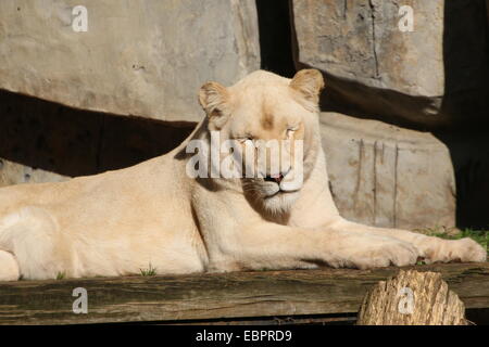 Lionne blanche à maturité (Panthera leo) au zoo Ouwehands Dierenpark Rhenen, Pays-Bas Banque D'Images