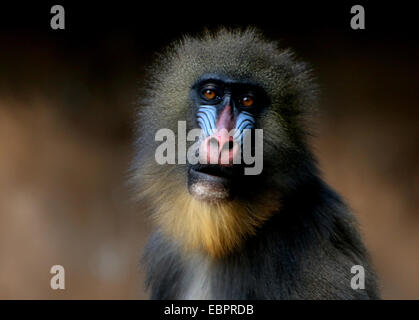 Coloré d'un singe Mandrill (Mandrillus sphinx) Banque D'Images