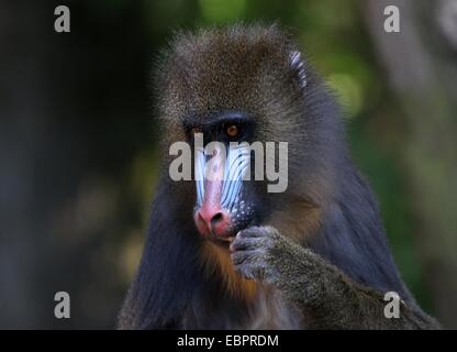 Gros plan de la face colorée d'un jeune homme singe Mandrill (Mandrillus sphinx) Banque D'Images