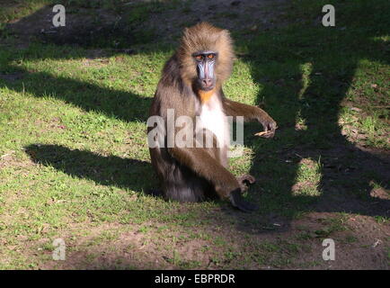 Singe Mandrill (Mandrillus sphinx) Banque D'Images