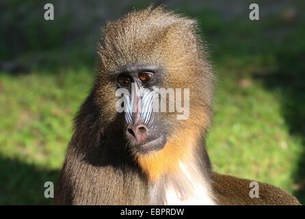 Close-up de la colorée et légèrement mélancolique visage d'un jeune singe Mandrill (Mandrillus sphinx) Banque D'Images