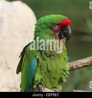 Ara militaire (Ara militaris), native de l'Amazonie brésilienne au Mexique Banque D'Images