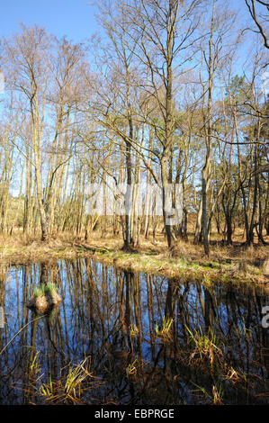 Marais de la forêt à la péninsule de Darsser Ort (Allemagne) Banque D'Images