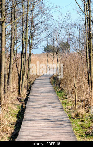 La mer Baltique à Darsser Ort Beach sur la péninsule de Darss. Reed sur la rive avec un sol en bois piere menant le long. (Mecklembourg-poméranie-Occidentale Banque D'Images