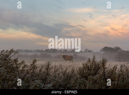 Vache dans Frosty Dawn Banque D'Images