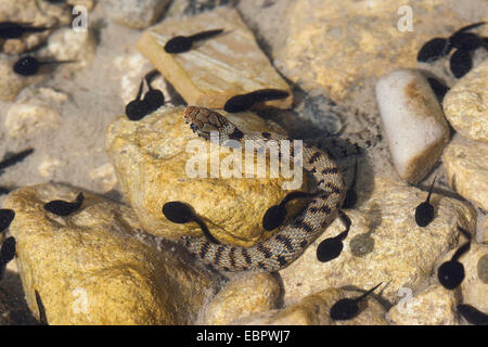 Serpent d'herbe sicilienne (Natrix natrix sicula), des embuscades de têtards, Italie, Sicile Banque D'Images