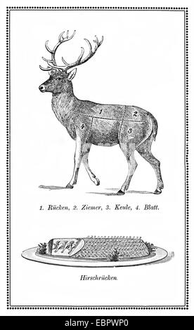 Old deer graphique avec coupes numérotées Banque D'Images