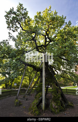 Les plus de 1000 ans en chêne-Vehm Erle avec goujons de bois, l'Allemagne, en Rhénanie du Nord-Westphalie, région de Münster, Teltow Banque D'Images