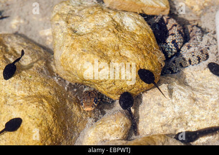 Serpent d'herbe sicilienne (Natrix natrix sicula), des embuscades de têtards, Italie, Sicile Banque D'Images