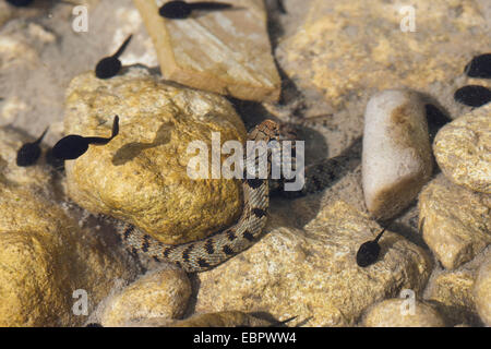 Serpent d'herbe sicilienne (Natrix natrix sicula), des embuscades de têtards, Italie, Sicile Banque D'Images