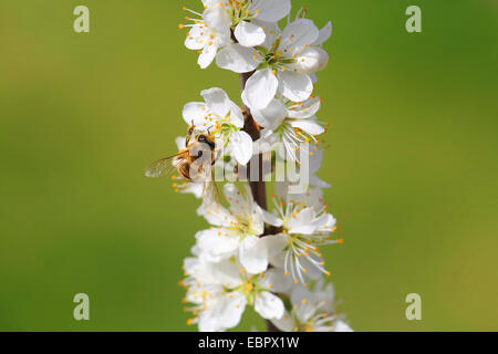 Prunellier, prunelle (Prunus spinosa), rameau en fleurs avec bee, Allemagne Banque D'Images